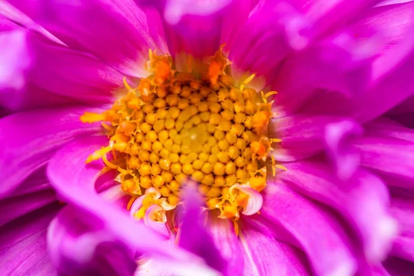 Zbliżenie Strzał Różowego Kwiatu Żółtym Środkiem — Zdjęcie stockowe