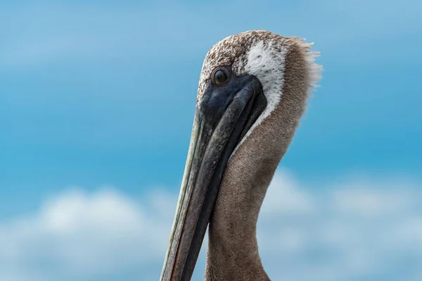 Closeup Eastern Brown Pelican Blue Sky — Stock Photo, Image