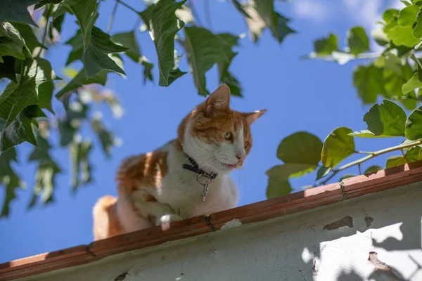 Gato Aegean Fofo Bonito Telhado Olhando Para Lado Com Céu — Fotografia de Stock