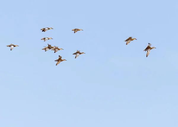 Troupeau Canards Volant Dans Ciel Bleu — Photo