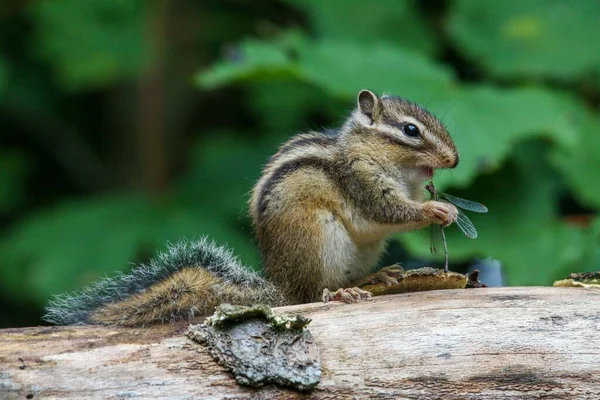 Closeup Squirrel Sitting Dirty Wooden Surface Holding Dragonfly — Stock Photo, Image