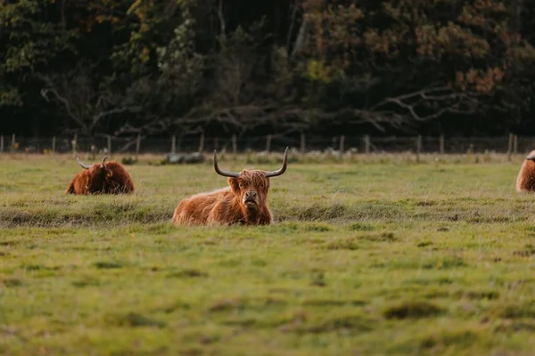 野原の緑の芝生の上に佇む高原牛の絶景 — ストック写真