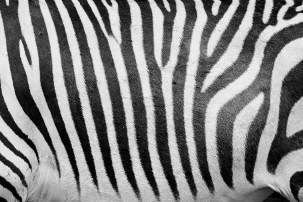 Zbliżenie Czarno Białych Pasków Umieszczonych Skórze Zebry — Zdjęcie stockowe