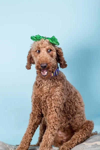 Red Brown Poodle Green Bow Its Head Blue Wall — Stock Photo, Image