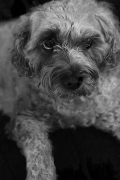 Czarno Białe Ujęcie Psa Patrzącego Kamerę — Zdjęcie stockowe