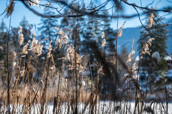 Eine Landschaft Mit Blick Auf Den Schneebedeckten Wald — Stockfoto