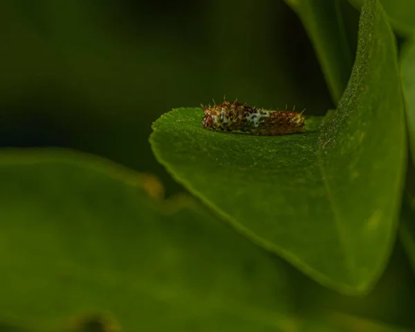 Zbliżenie Ujęcie Gąsienicy Limonkowego Motyla Limonkowym Zielonym Liściu Ogrodzie — Zdjęcie stockowe