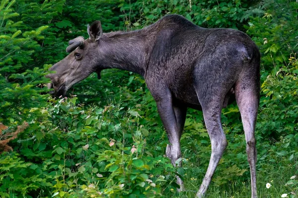 驼鹿在森林里吃草 加拿大安大略省Algonquin — 图库照片