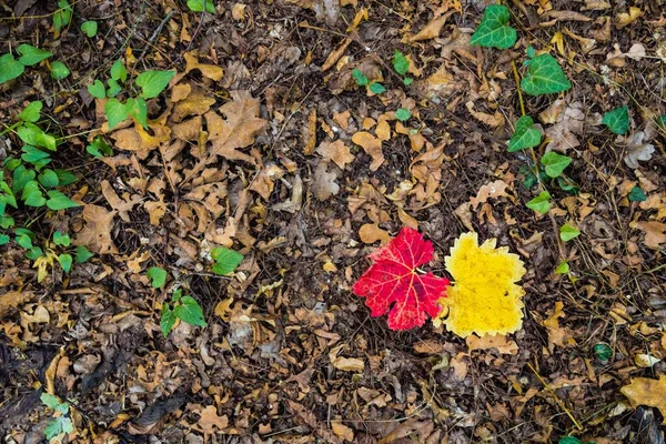 Górny Widok Czerwonego Liścia Żółtego Liścia Suchej Leśnej Podłodze — Zdjęcie stockowe