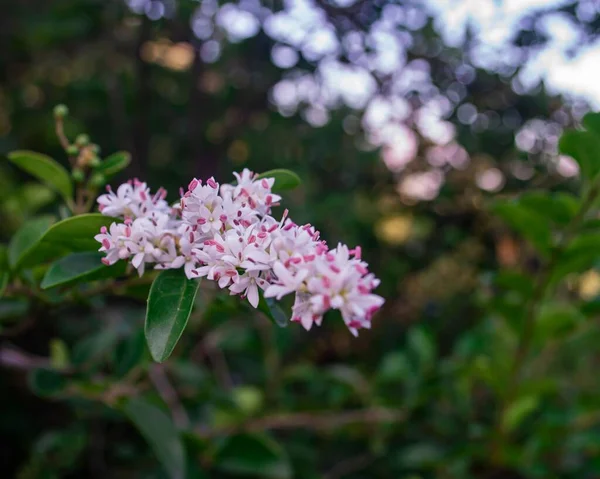 Lähikuva Laukaus Kauniita Kukkia Valkoinen Violetti Terälehtiä Löytyy Kasvaa Ulkona — kuvapankkivalokuva