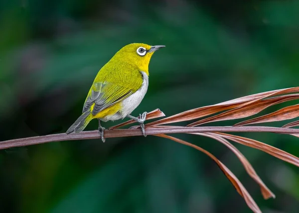 Nahaufnahme Eines Gelben Indischen Weißaugen Vogels Der Auf Einem Trockenen — Stockfoto