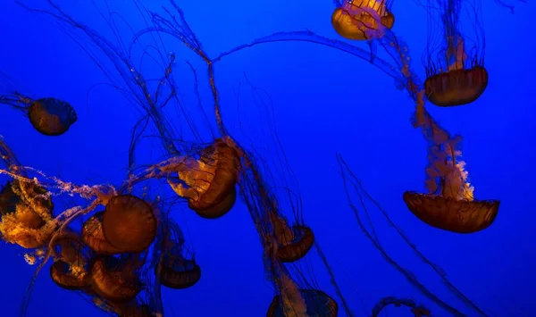 Detailní Záběr Medúz Plavajících Pod Vodou Osvětlený Neonově Modrými Světly — Stock fotografie