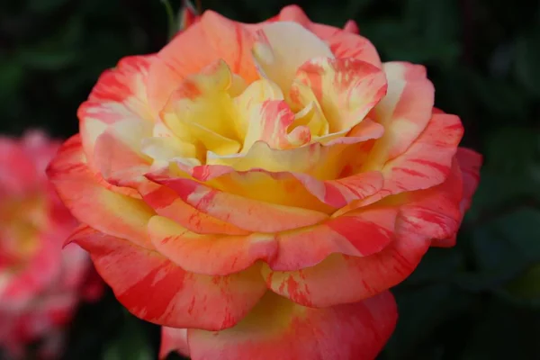 Closeup Orange Rose — Stock Photo, Image