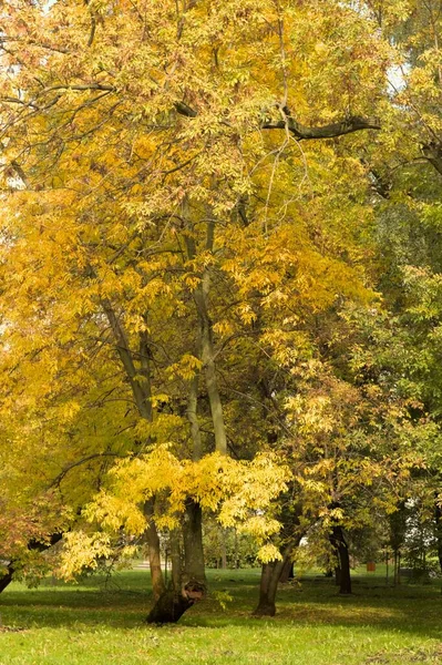 Krásný Park Barevnými Podzimními Stromy Žlutými Listy Větvích — Stock fotografie