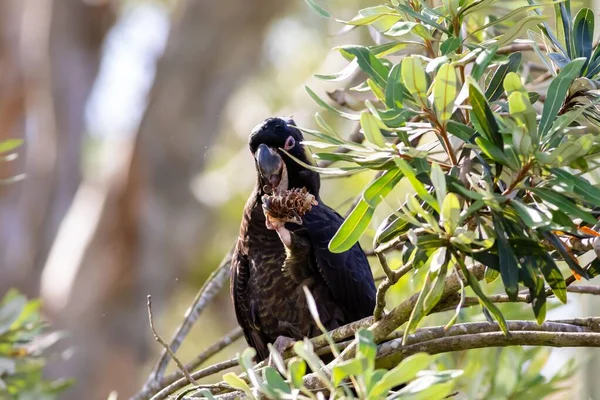Nahaufnahme Eines Australischen Schwarzen Kakadus Auf Dem Baum — Stockfoto