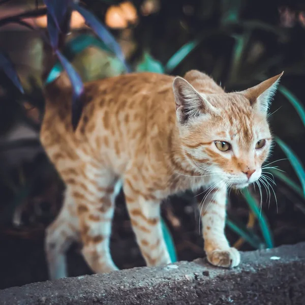 背景がぼやけている動きのある金の猫のクローズアップショット — ストック写真