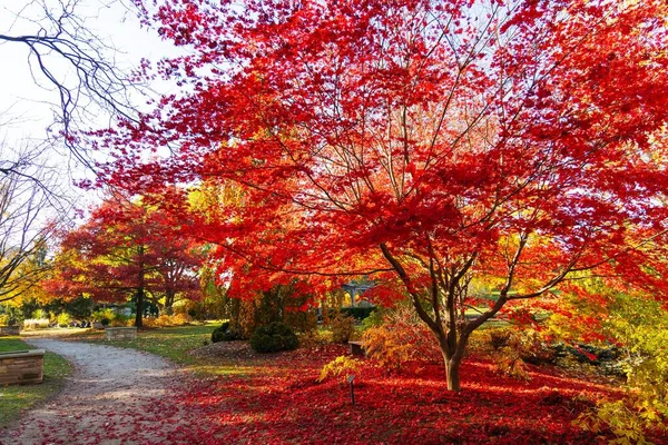 Ein Luftbild Von Pfad Umgeben Von Dichten Bäumen Herbst — Stockfoto