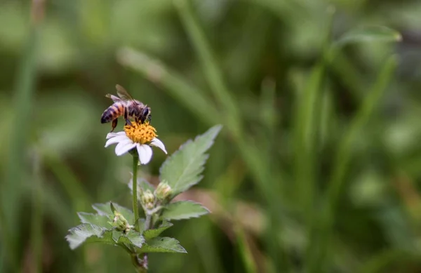 在绿草模糊的背景上 一张蜜蜂坐在菊花上的特写照片 — 图库照片