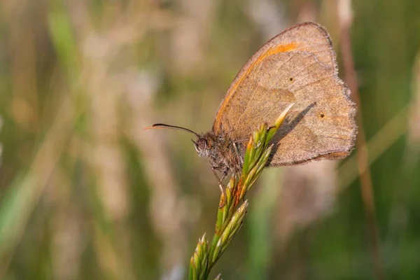 Zbliżenie Ujęcia Motyla Roślinach Tle Rozmytego Tła — Zdjęcie stockowe