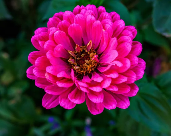 Foco Raso Uma Flor Rosa Dahlia Fundo Embaçado Verde — Fotografia de Stock
