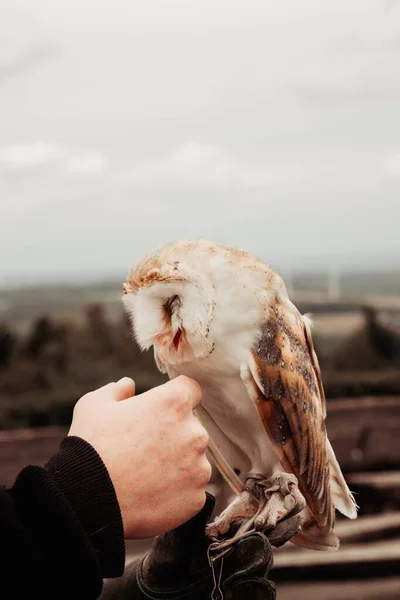 Vertical Shot Hand Petting Owl Outdoors Blurred Background — Stock Photo, Image