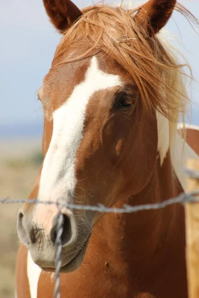 Egy Függőleges Lövés Mustang Ellen Elmosódott Háttér — Stock Fotó