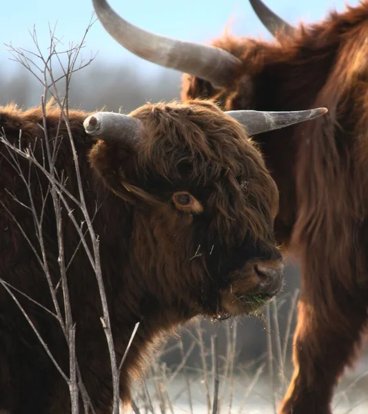 ハイランド牛との出会い — ストック写真