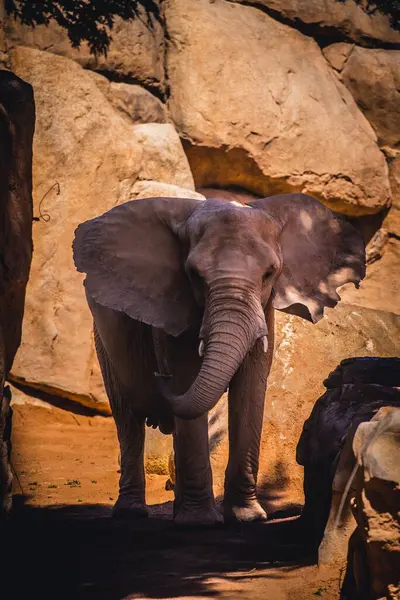 Vue Verticale Éléphant Brousse Afrique Debout Devant Les Rochers Par — Photo