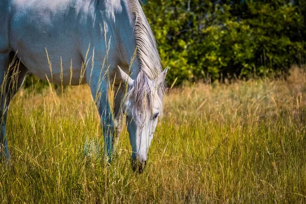 Zbliżenie Białego Konia Łące — Zdjęcie stockowe