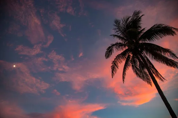 ピンクの青い夕日の空にヤシの木のシルエットのローアングルショット — ストック写真