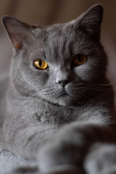 Vertikální Záběr Načechrané Šedé Kočky Vážnýma Očima Ležícíma Posteli — Stock fotografie