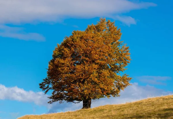 Ein Schöner Baum Mit Vergilbten Blättern Herbst Hang Des Berges — Stockfoto