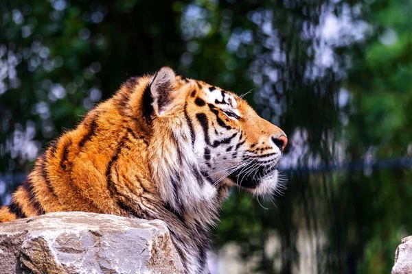 Gros Plan Tigre Sibérien Dans Zoo Sous Lumière Soleil Avec — Photo