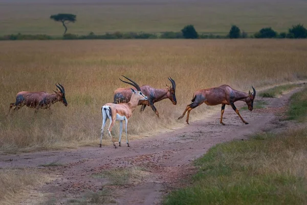 黄色の野の狭い道に立つトムソンのガゼル鹿の群れ ユードラス トムソニ — ストック写真