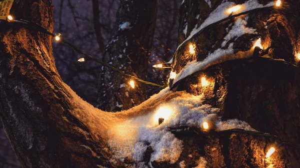 Közelkép Karácsonyi Fényekről Egy Havas Fán — Stock Fotó