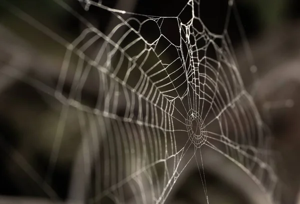 暗い背景を持つクモの巣のクローズアップショット — ストック写真
