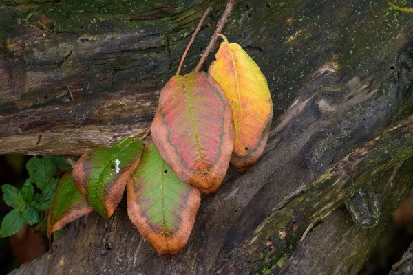 Rengarenk Sonbahar Yapraklarının Ağaç Kabuğuna Yakın Çekimi — Stok fotoğraf