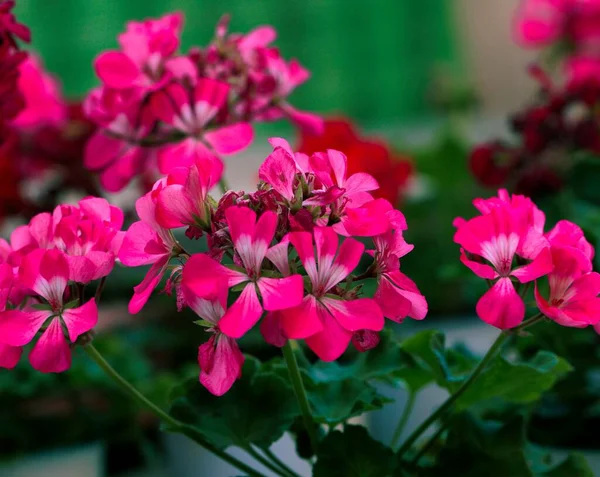 Närbild Skott Rosa Murgröna Geranium Blommor Kruka Visas Plantskola — Stockfoto