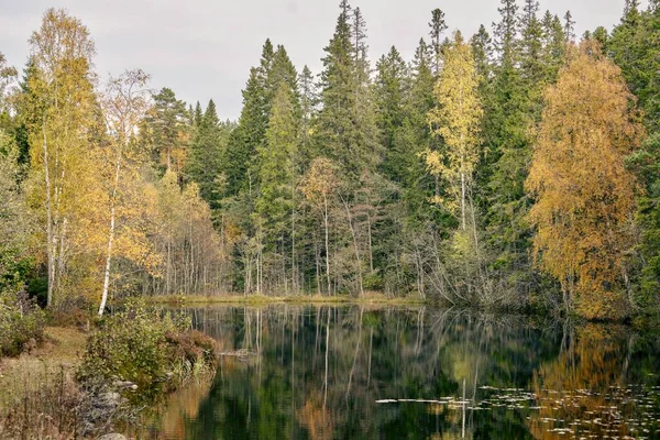 Uma Foto Cênica Árvores Altas Amarelas Verdes Torno Lago Parado — Fotografia de Stock