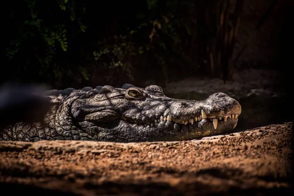 Egy Kép Egy Nílusi Krokodilról Ami Napfény Alatt Pihen — Stock Fotó