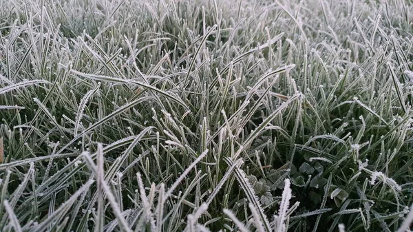 Eine Nahaufnahme Von Frostgras — Stockfoto