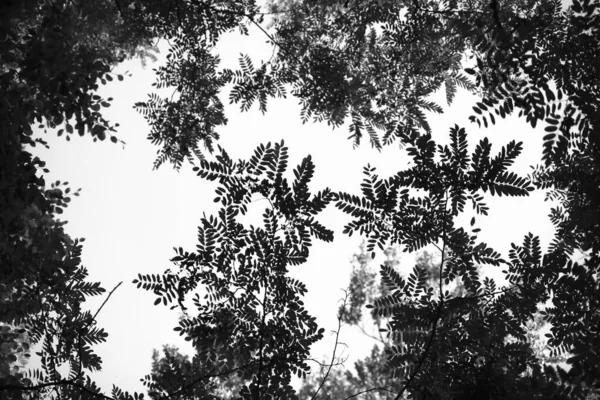 Niski Kąt Ujęcia Liści Drzewa Mglisty Dzień — Zdjęcie stockowe