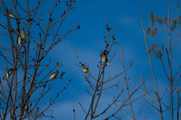 Eine Tiefansicht Eines Vogelschwarms Der Auf Den Ästen Eines Baumes — Stockfoto