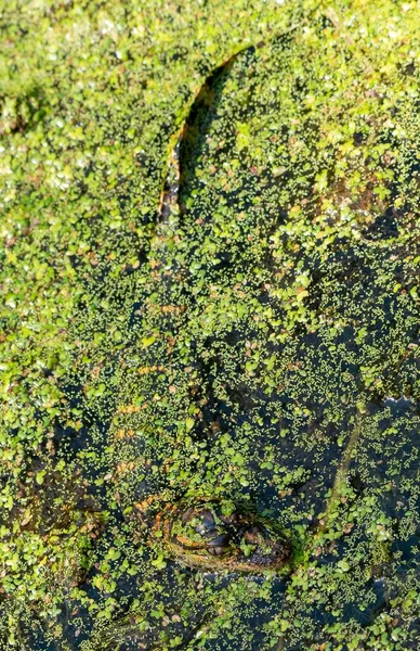 Closeup Baby Alligator Playing Swamp — Stock Photo, Image