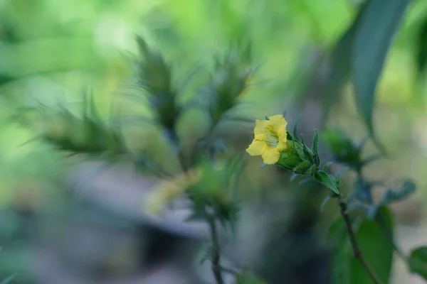Μια Όμορφη Θέα Ενός Μικρού Κίτρινου Λουλουδιού Στον Κήπο — Φωτογραφία Αρχείου