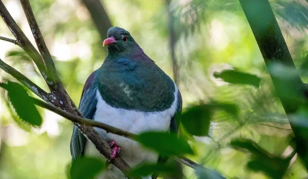 木の緑の枝に倒れたケレル鳥のクローズアップ — ストック写真
