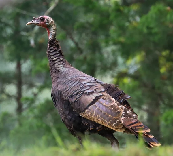 Vertical Closeup Shot Turkey — Stock Photo, Image