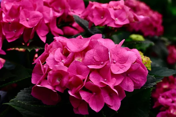 Eine Nahaufnahme Von Rosa Blütenblatt Merritt Supreme Hydrangea Blüten Garten — Stockfoto