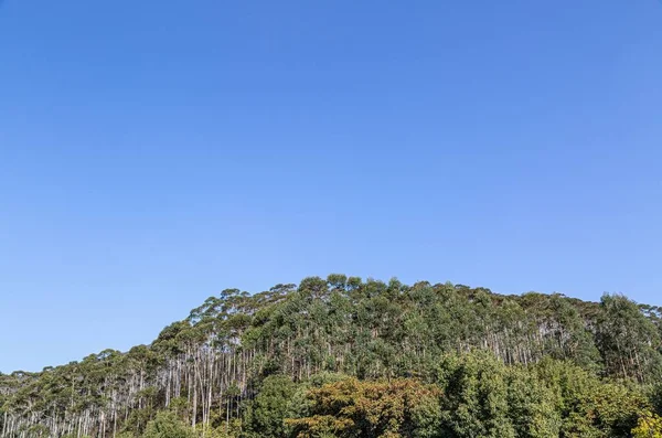 stock image An aerial view of lush green dense karri trees growing on a mountain on blue sky background