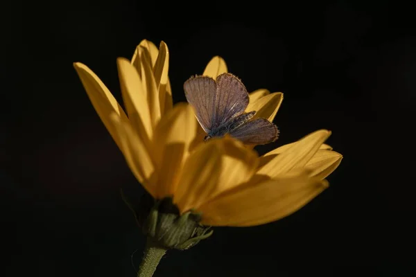 Μια Μακρο Φωτογραφία Μιας Πεταλούδας Σκαρφαλωμένης Ένα Κίτρινο Λουλούδι Σκούρο — Φωτογραφία Αρχείου
